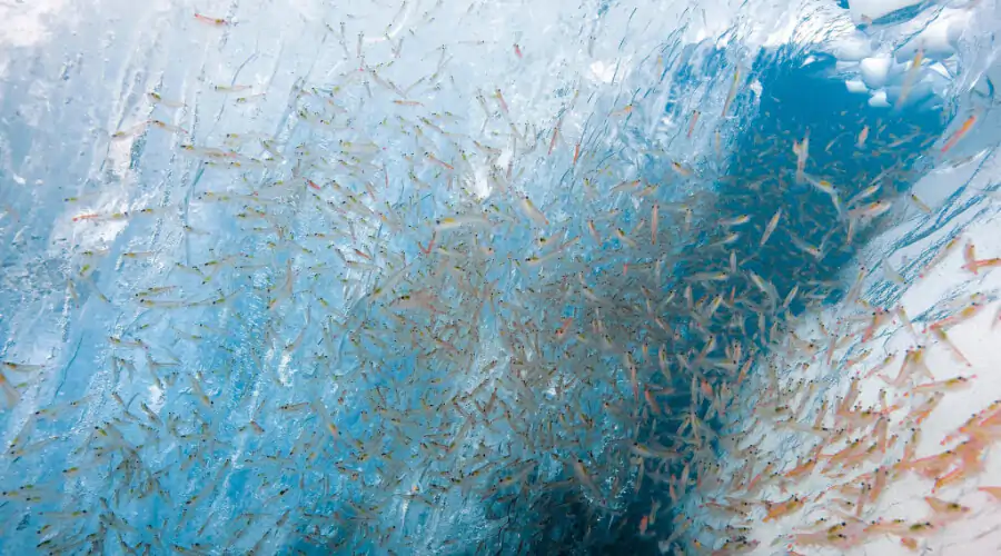 Hvad er krill olie? Hvad er krill olie?